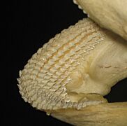 Ginglymostoma cirratum teeth 2