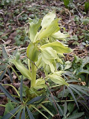 HelleborusFoetidus-plant.jpg