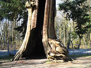 Hollow Tree Stanley Park Vancouver