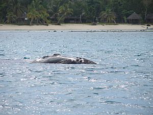 Humpback Whale, Île Sainte-Marie (3954153574)