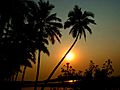 India Goa Chapora River Sunset Palmtree