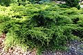 Juniperus × pfitzeriana 'Gold Coast' 03