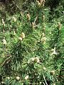 Kosodrzewina (Sosna górska) Pinus mugo mugo