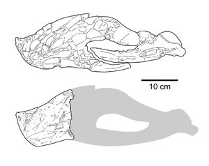 LH V0011 & MPC-D 107 17 lower jaws