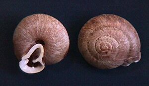 Lampadion umbrus 001