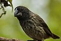 Large ground finch (4229035966)