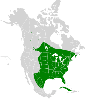 Lasiurus borealis map.svg