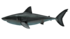 Lateral view of otouds megalodon.png