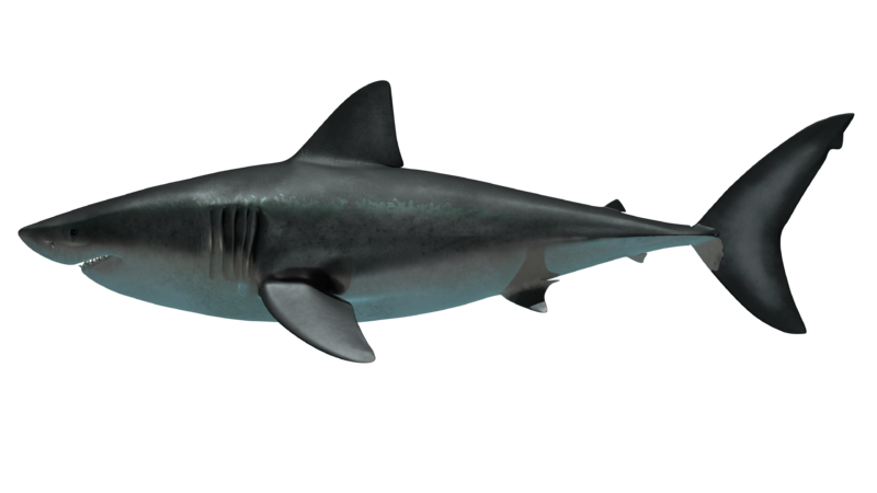 Lateral view of otouds megalodon