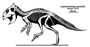 Leptoceratops gracilis skeletal