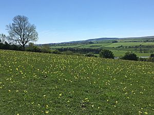 Leyburn Old Glebe in Spring 2018