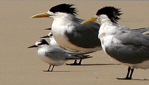 Little Tern with Crested Terns-2008-30-07