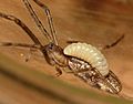 Live Tetragnatha montana (RMNH.ARA.14127) parasitized by Acrodactyla quadrisculpta larva (RMNH.INS.593867) - BDJ.1.e992