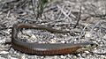 Mainland She-oak Skink (Cyclodomorphus michaeli) (8397228981)