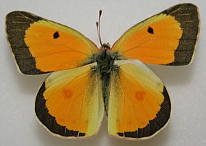 Male Orange Sulphur Megan McCarty18