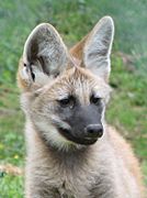 Maned Wolf Pup Image 001