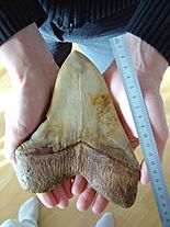 A white megalodon tooth on the palms of a person. On the right side of the image is a ruler. The tip of the tooth starts at zero and ends at the seventeen centimeter marker on the ruler.