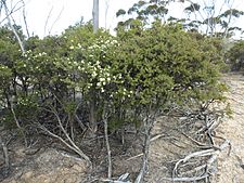 Melaleuca pauperiflora (habit)