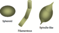 Microfossil Morphologies-1