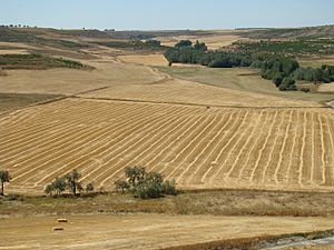 Montealegre paisaje de campo segado ni