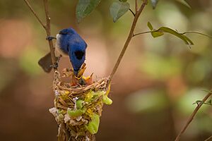 Mother's Care - Black-naped monarch