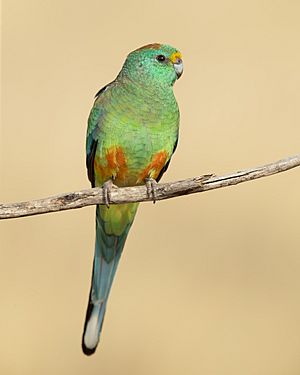 Mulga Parrot male 1 - Patchewollock