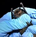 Myotis grisescens photo