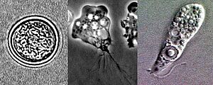 Naegleria fowleri lifecycle stages
