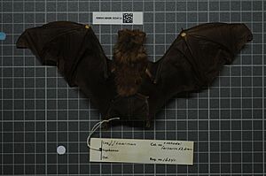 Naturalis Biodiversity Center - RMNH.MAM.16341.b dor - Hipposideros ruber - skin.jpeg