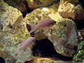 Neolamprologus pulcher (Wroclaw zoo)