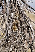 Nest of Nectarinia johnsoni mtkenya 2