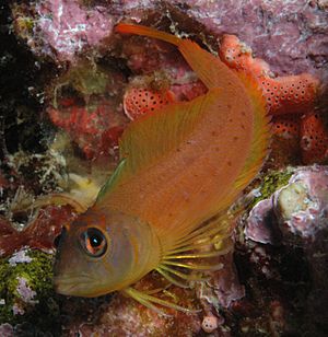 Notoclinops yaldwyni (Yaldwyns triplefin).jpg