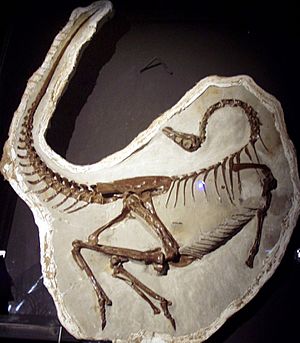 Ornithomimus edmontonicus
