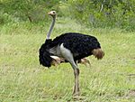 Ostrich (Struthio camelus) male (13994461256).jpg