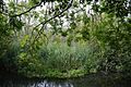Oughtonhead Nature Reserve 4