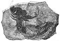 PSM V27 D413 Fossil scorpion