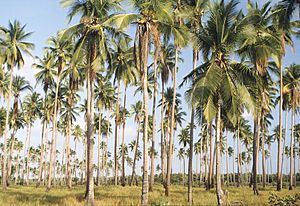 Palawan - Palm Forest