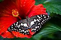 Papilio demoleus on Hibiscus (2582358283)