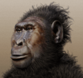 Paranthropus boisei - forensic facial reconstruction