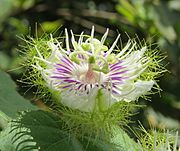 Passiflora foetida - Love in a Mist flower at Blathur 2014 (5) (cropped)