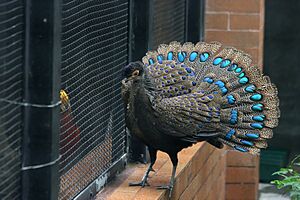 Polyplectron malacense -captive -male-8a.jpg