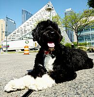Portuguese Water Dog in NYC