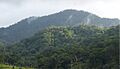 Premontane rainforest around La Liberación - ZooKeys-298-077-g004C