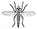 Promachus vertebratus 1908