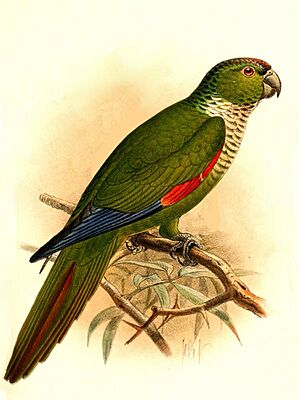 Pyrrhura melanura berlepschi Keulemans