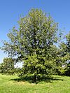 Quercus macrocarpa - University of Kentucky Arboretum - DSC09333.JPG