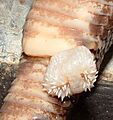 Rattlesnake hemipene