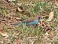 Red-cheeked Cordon-bleu