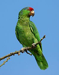 Red Crowned Amazon