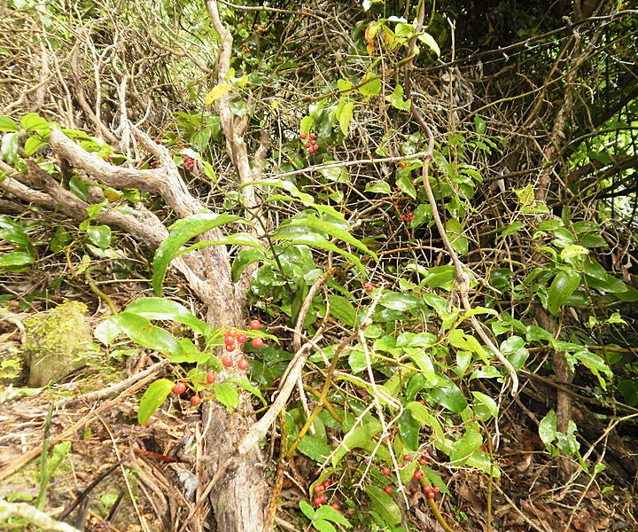 Rhipogonum scandens 11